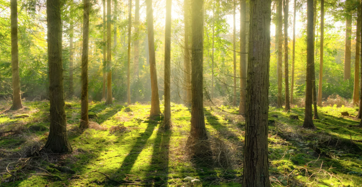 Illuminating Wellness: 10 Simple Ways to Thrive as Daylight Lengthens